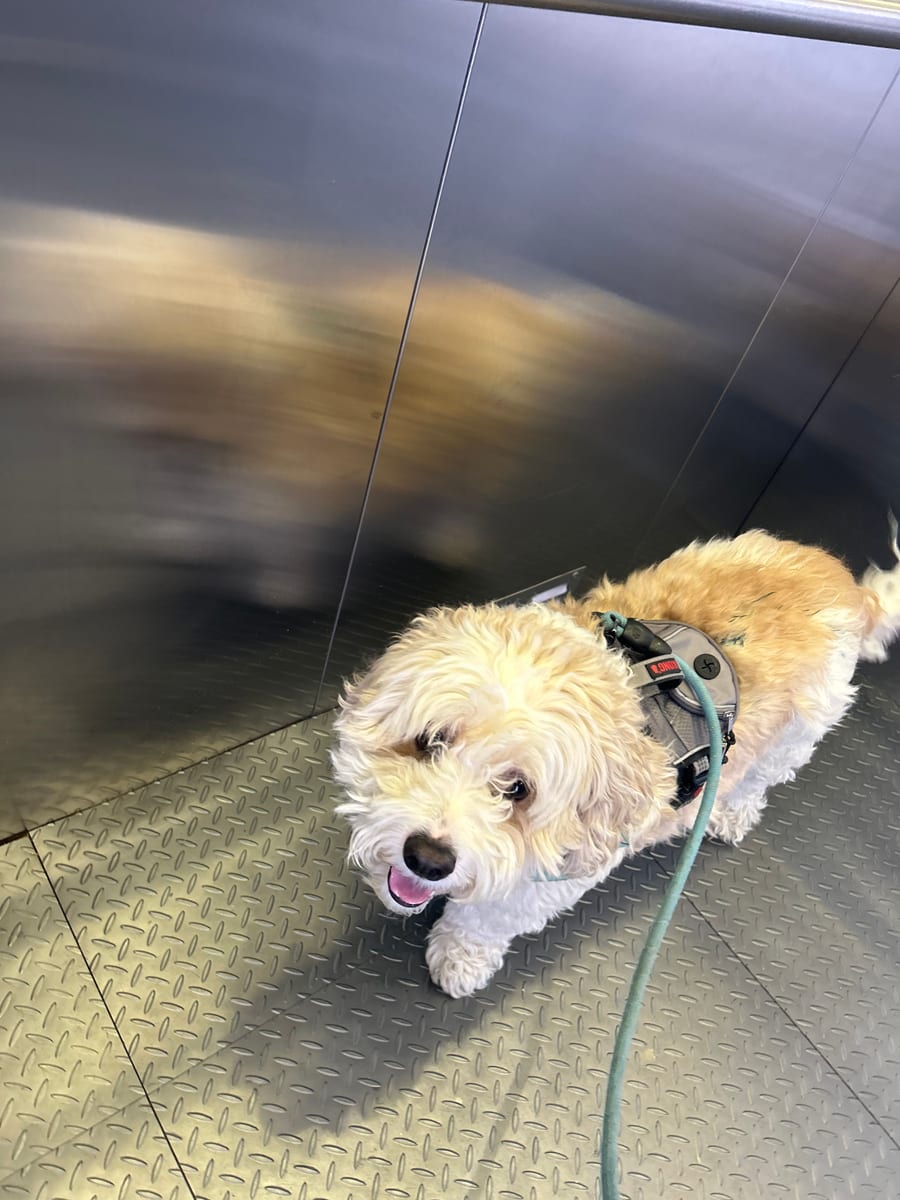 Sushi, a Cavalier King Charles, standing indoors