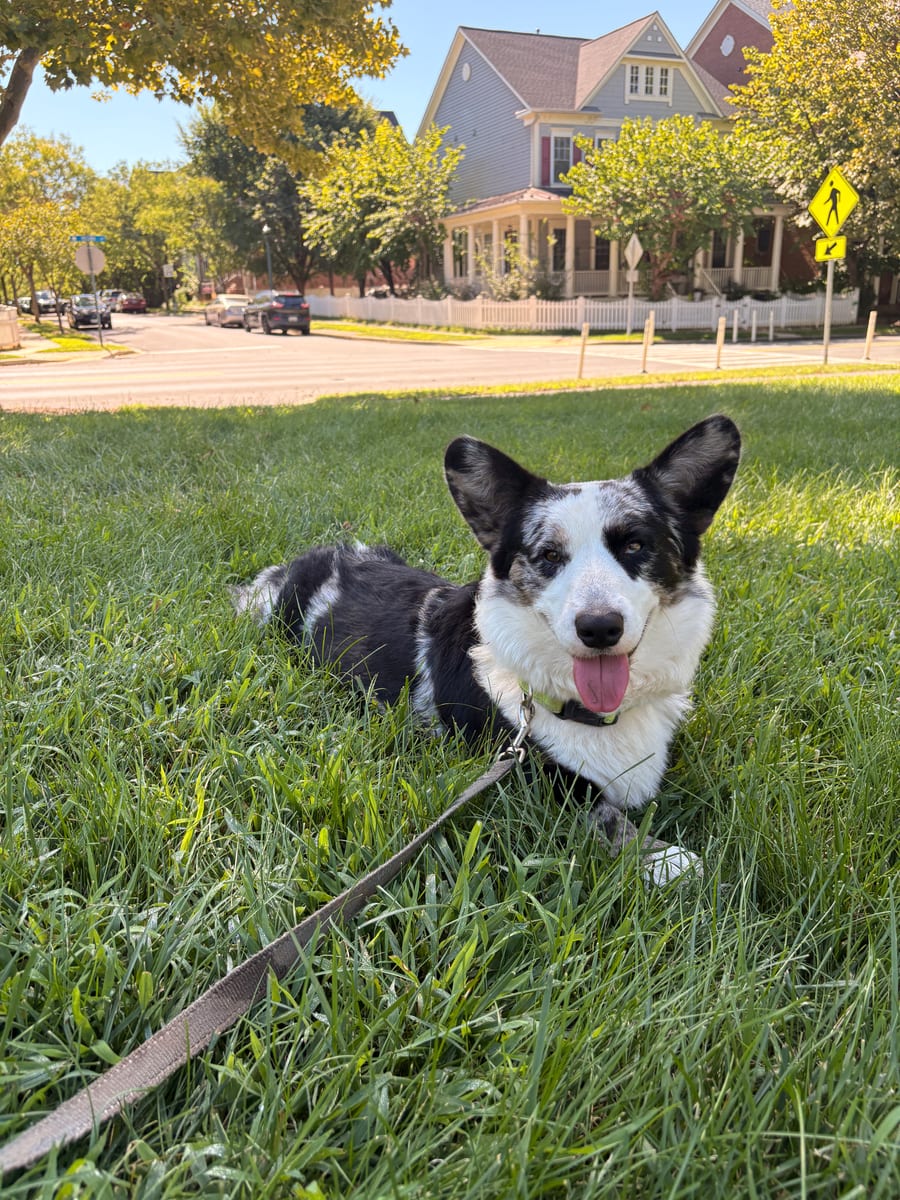 Paris, a Cardigan Welsh Corgi, relaxing outdoors