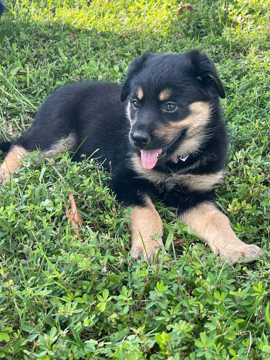 Lola as a puppy, a Rottweiler and Husky mix, lying in the grass