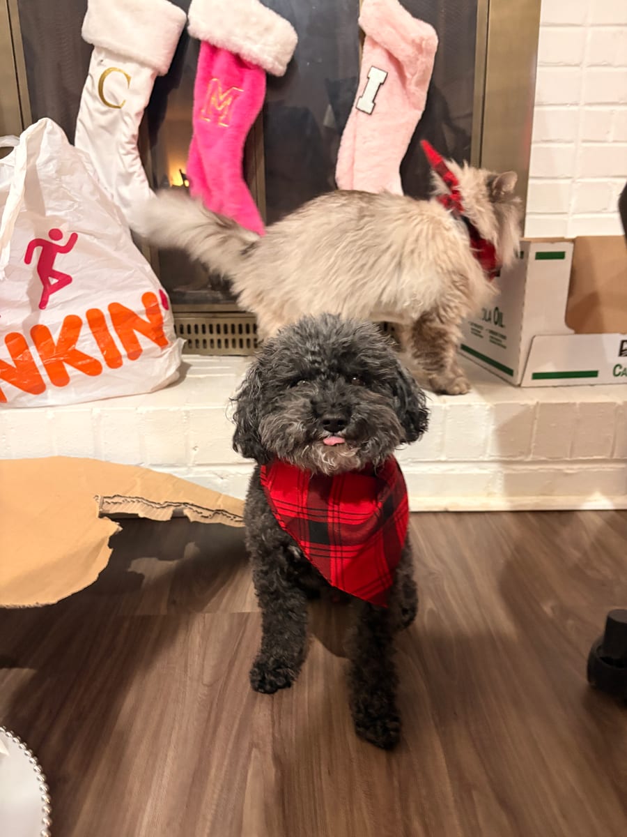 Winston, a Toy Poodle, wearing a red plaid bandana