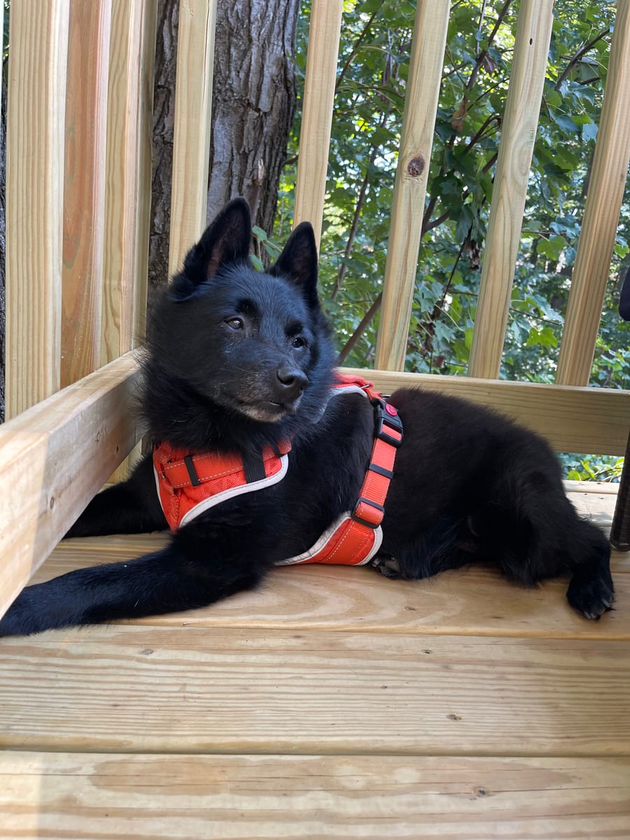 Nicky, a Schipperke, wearing a harness on a porch