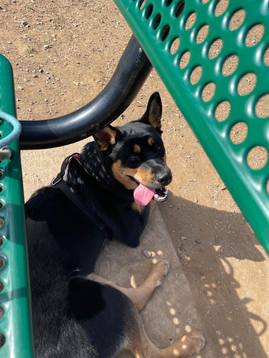 Lola all grown up resting beside playground equipment