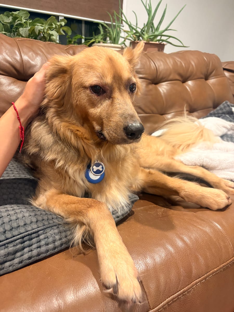 Scotty, a large golden dog, relaxing on a couch