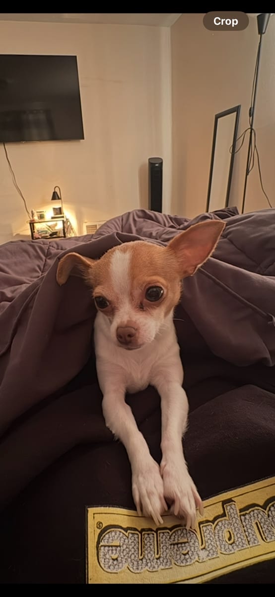 Wanda, a Toy Chihuahua, resting on a blanket