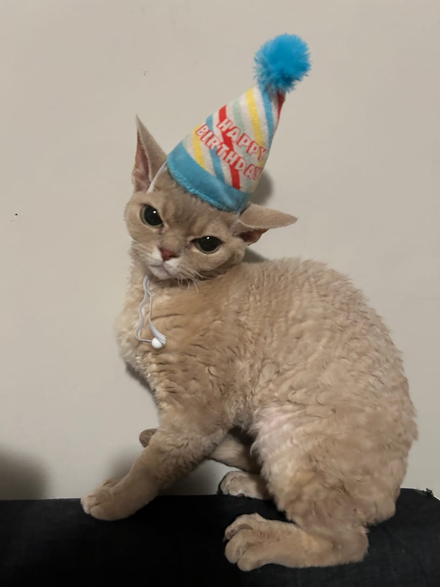 Yuki, a Devon Rex cat, wearing a birthday hat