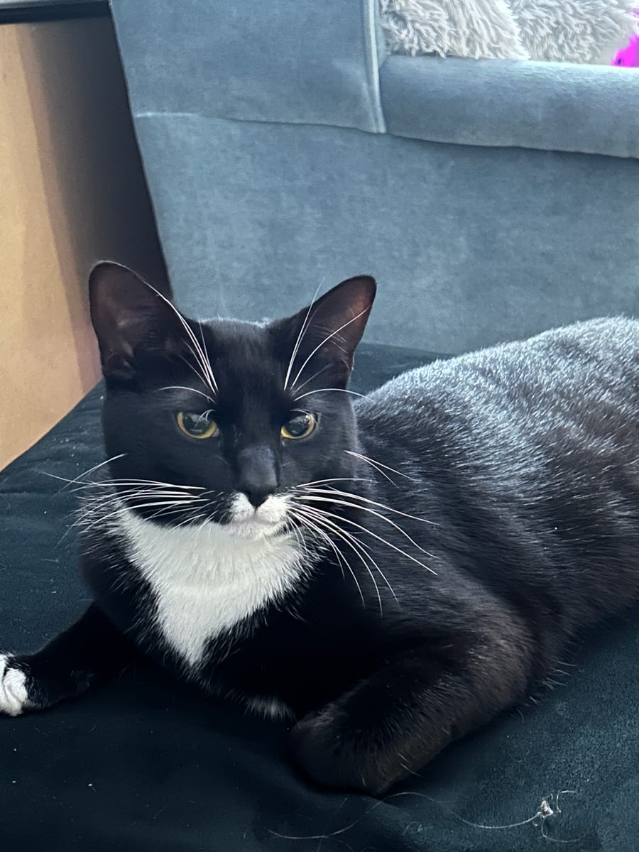 Safa, a tuxedo cat, resting on a soft blanket