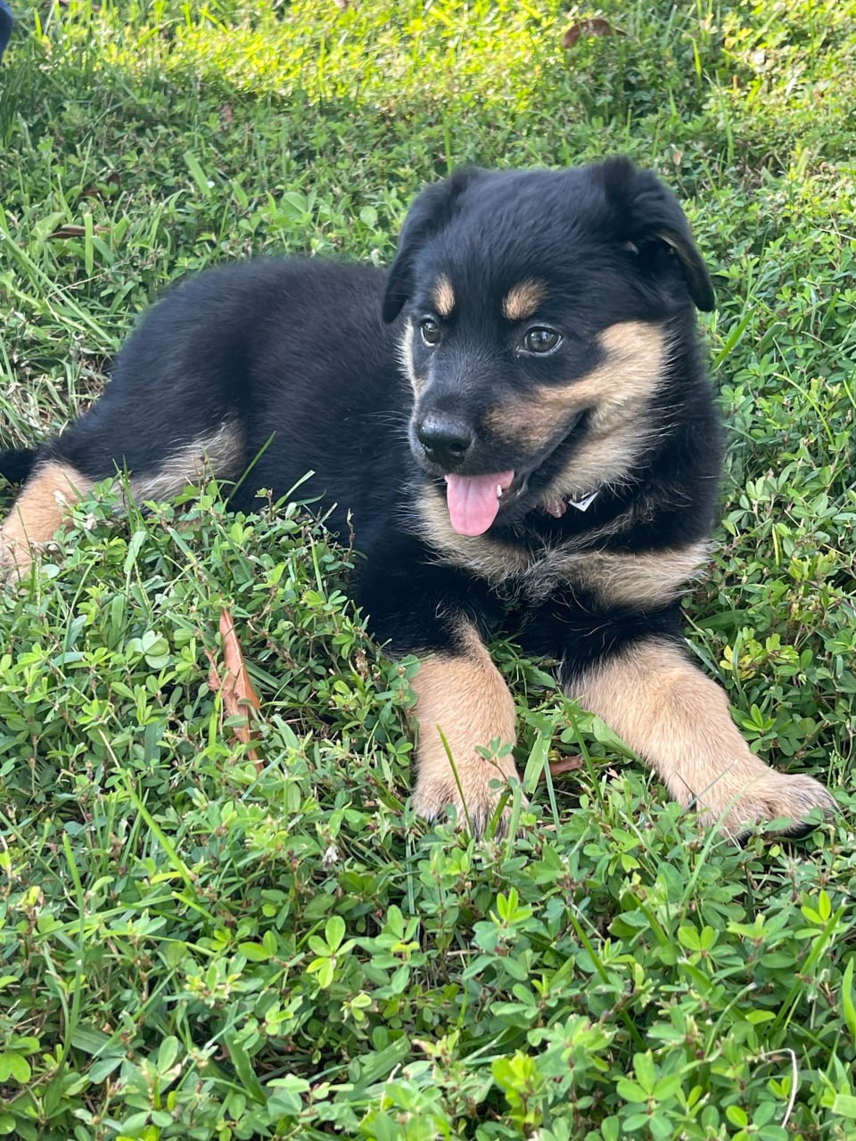 A happy black-and-tan puppy lying in the grass