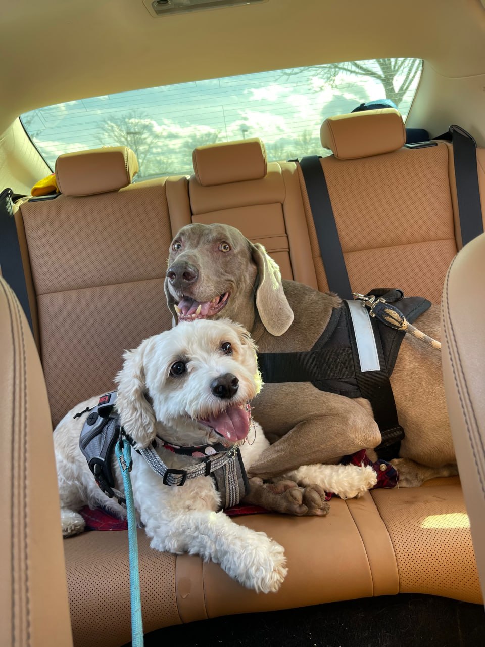 Two happy dogs relaxing together in the back seat of a car